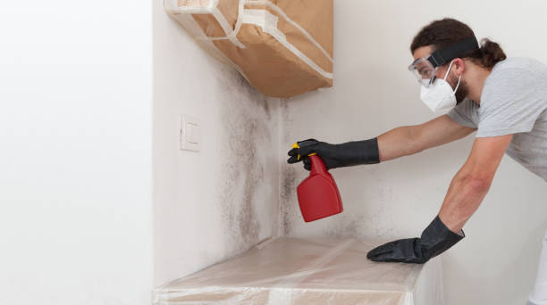 Professional Black Mold Removal technician working in Rawlings, VA