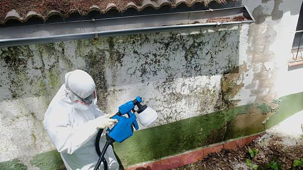 Top rated local Basement Mold Removal specialists in Rawlings, VA